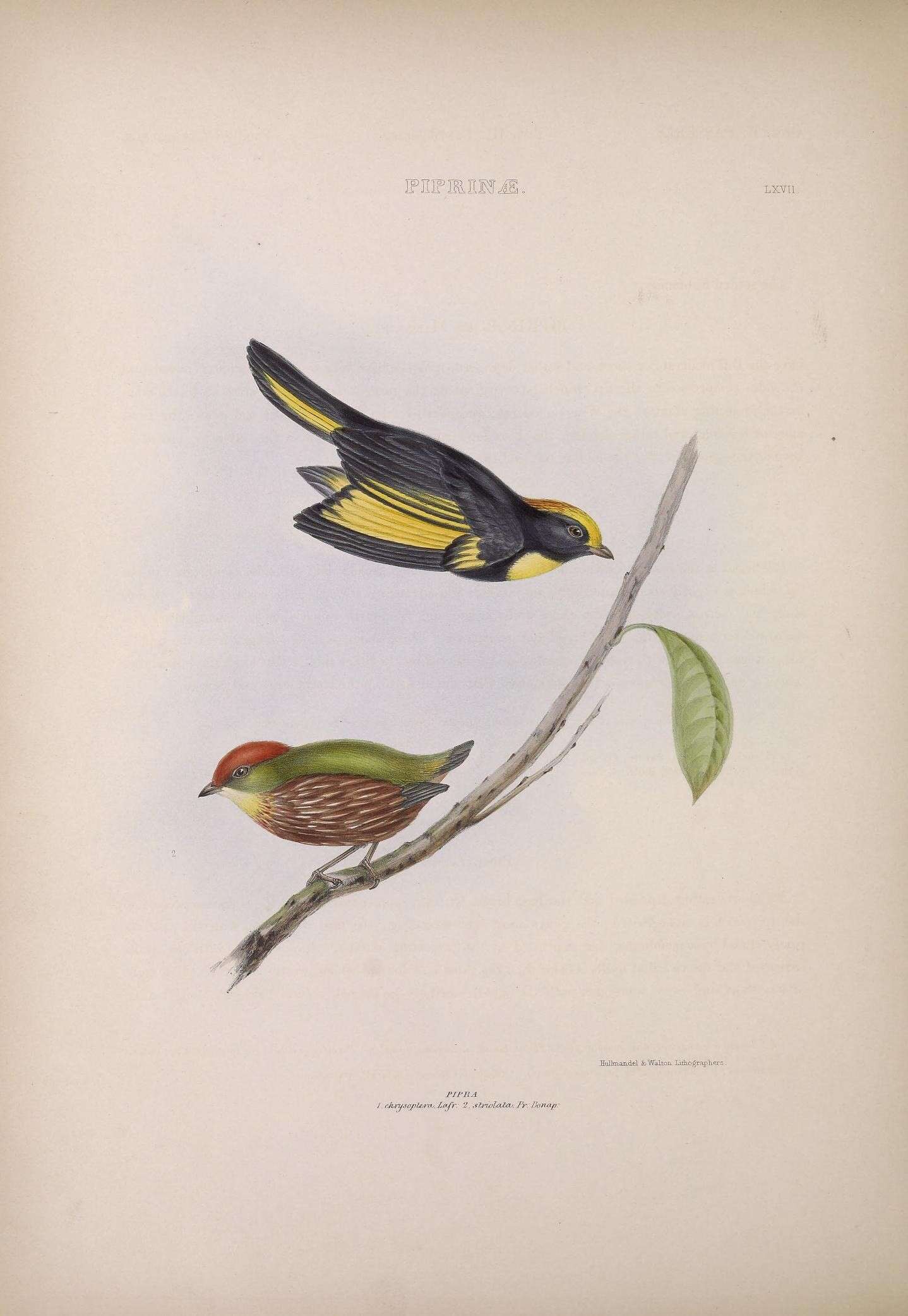 Image of Manakins