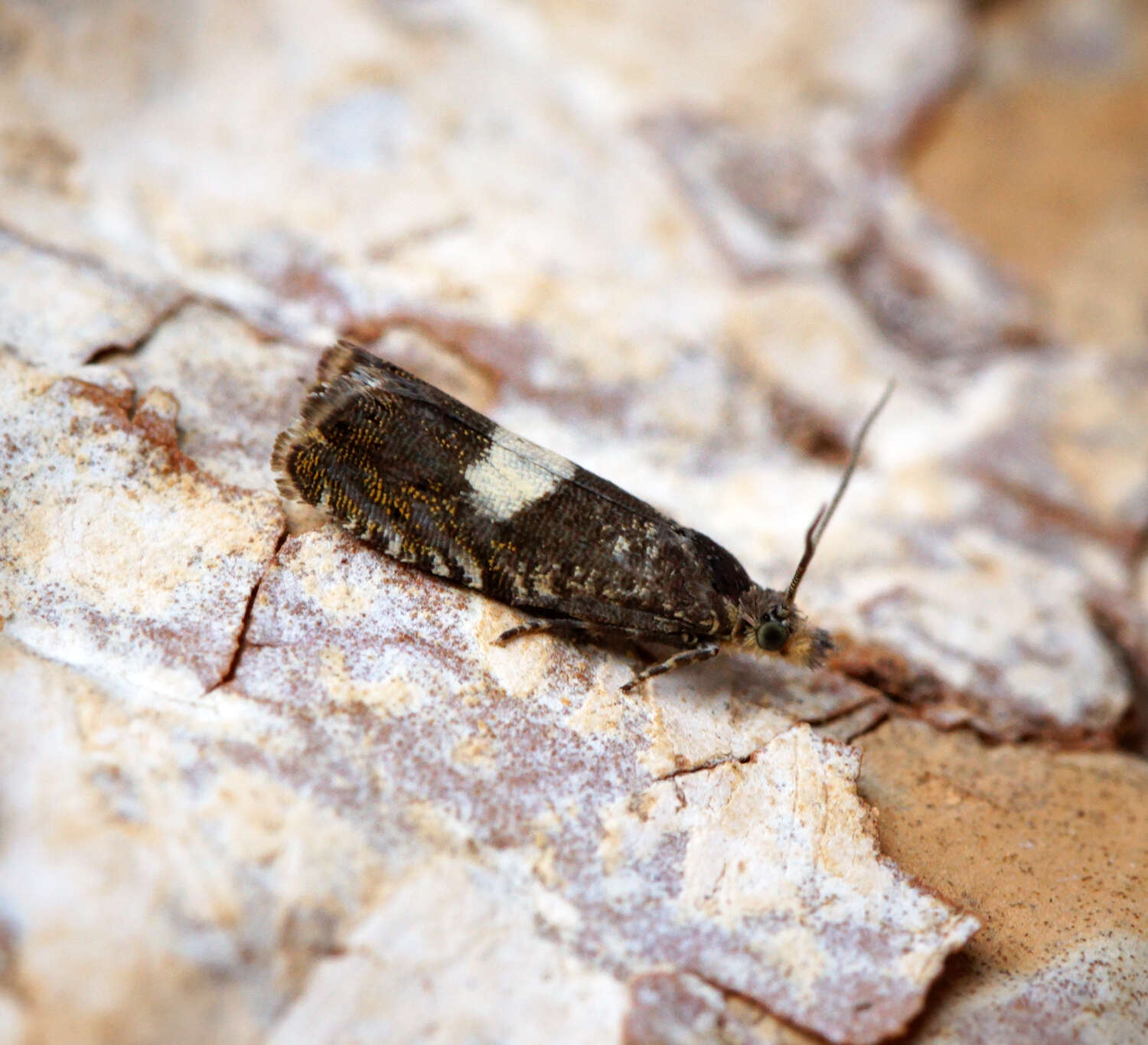 Image of Dichrorampha sequana Hübner 1796