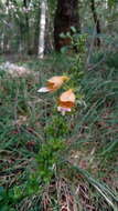 Imagem de Digitalis ferruginea L.