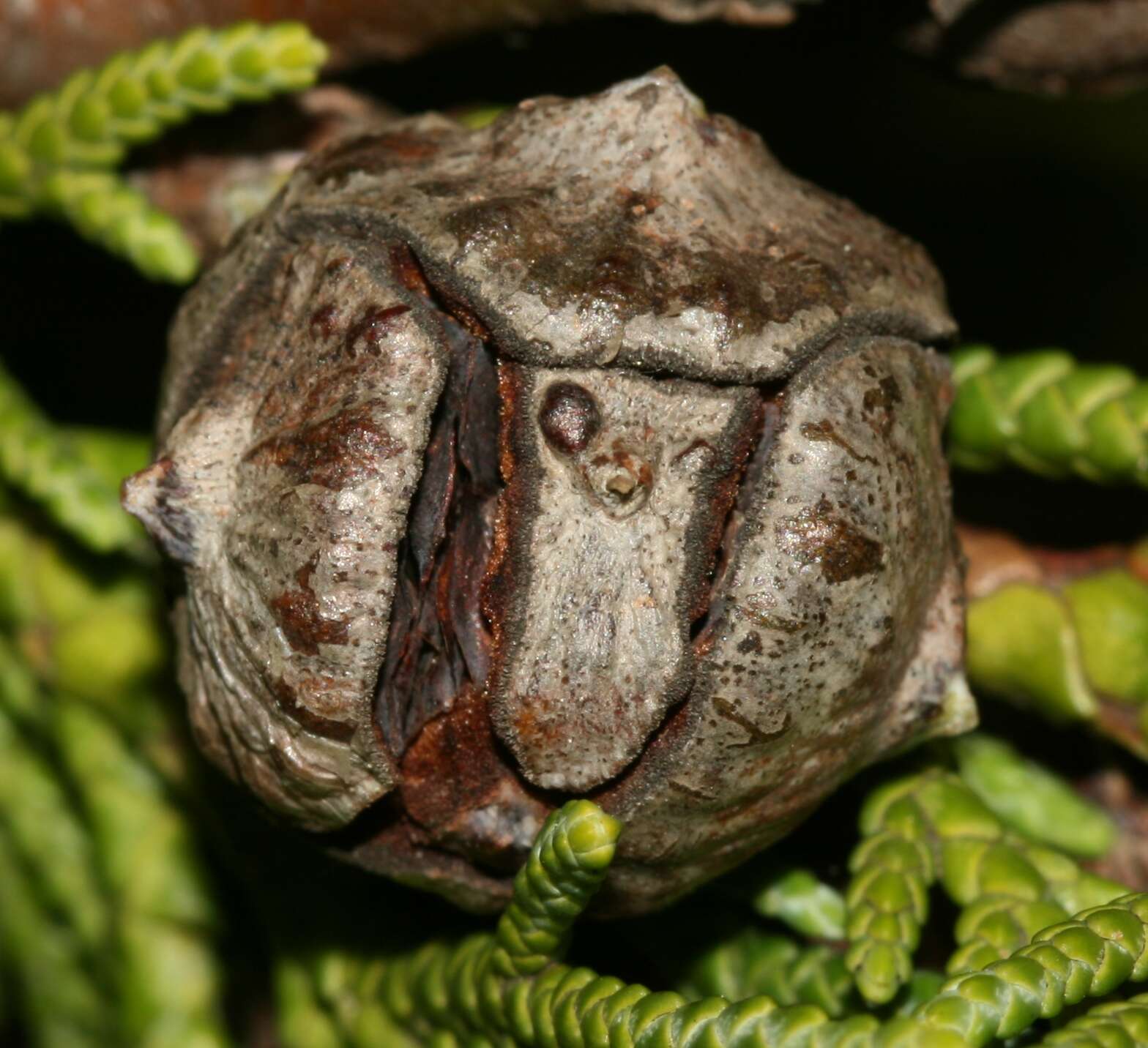 Image of Cupressus × leylandii