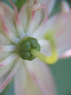 Image of copperbush