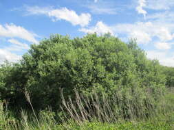 Image of Grey Willow