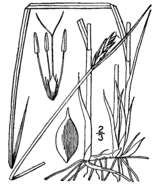 Image of red bulrush