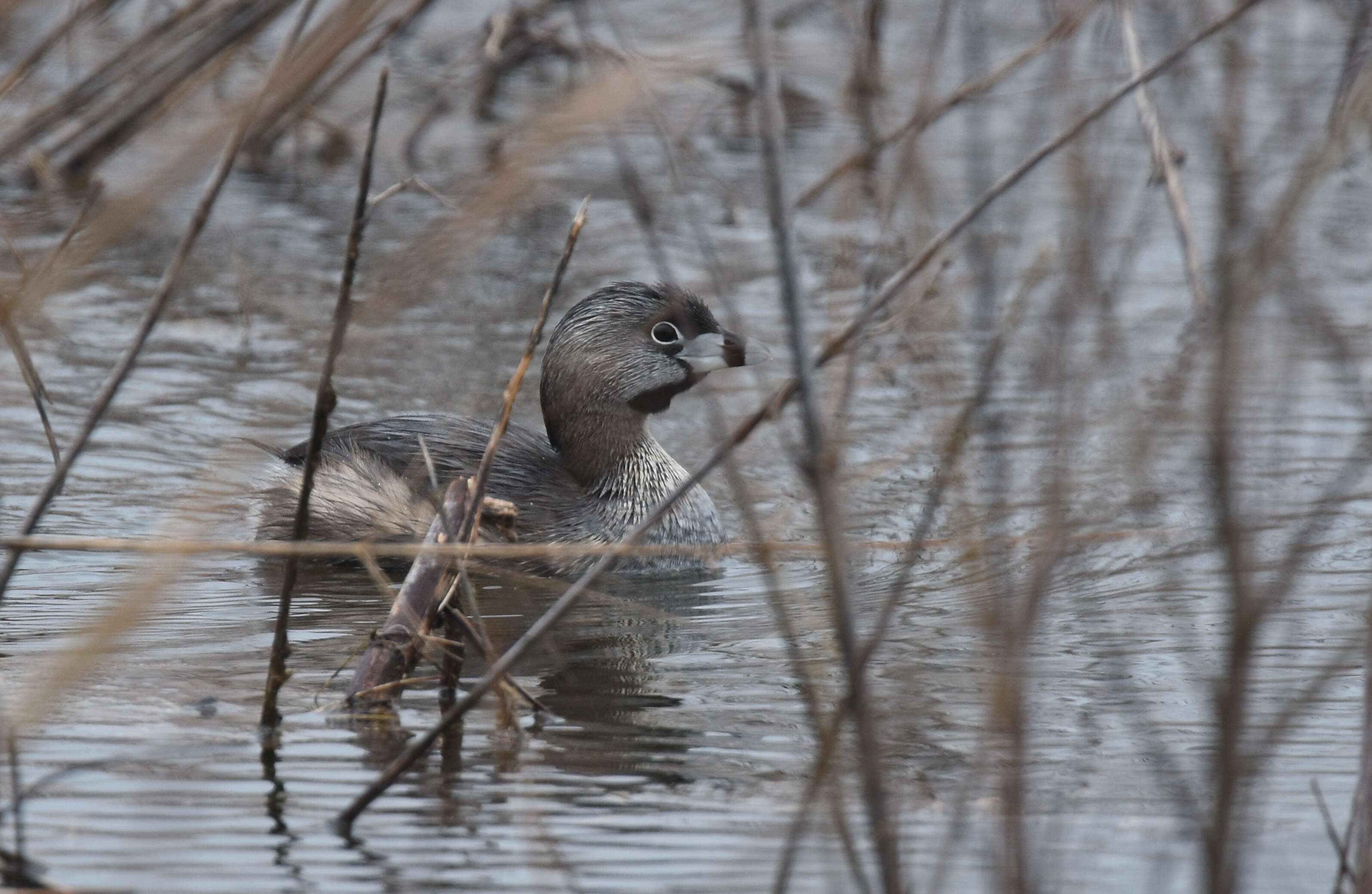 Image of Pied-billed Grebe