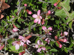 Imagem de Prunus prostrata Labill.