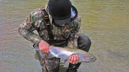 Image of Rainbow Trout