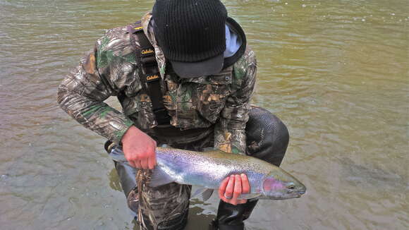 Image of Rainbow Trout