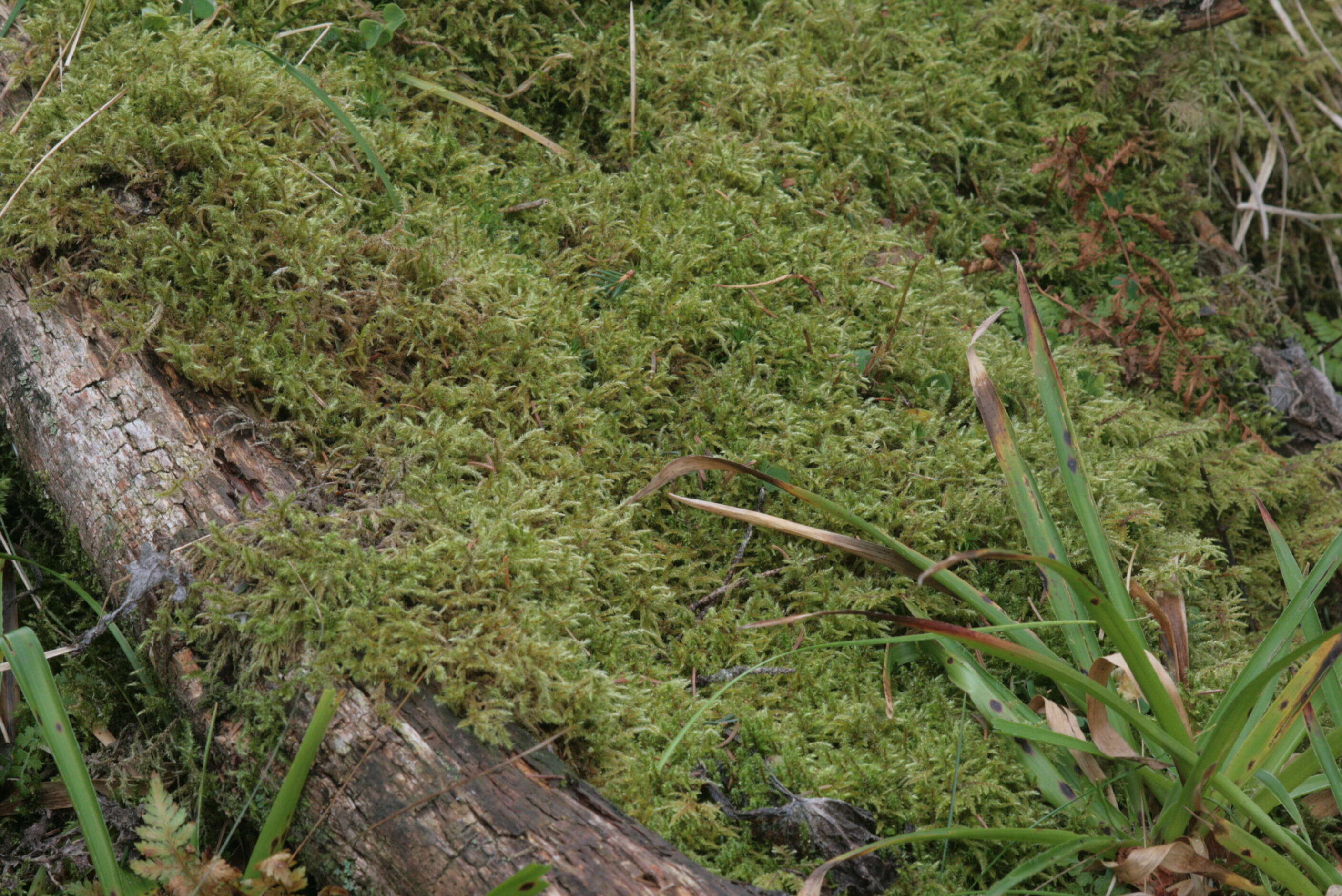 Image of square goose neck moss