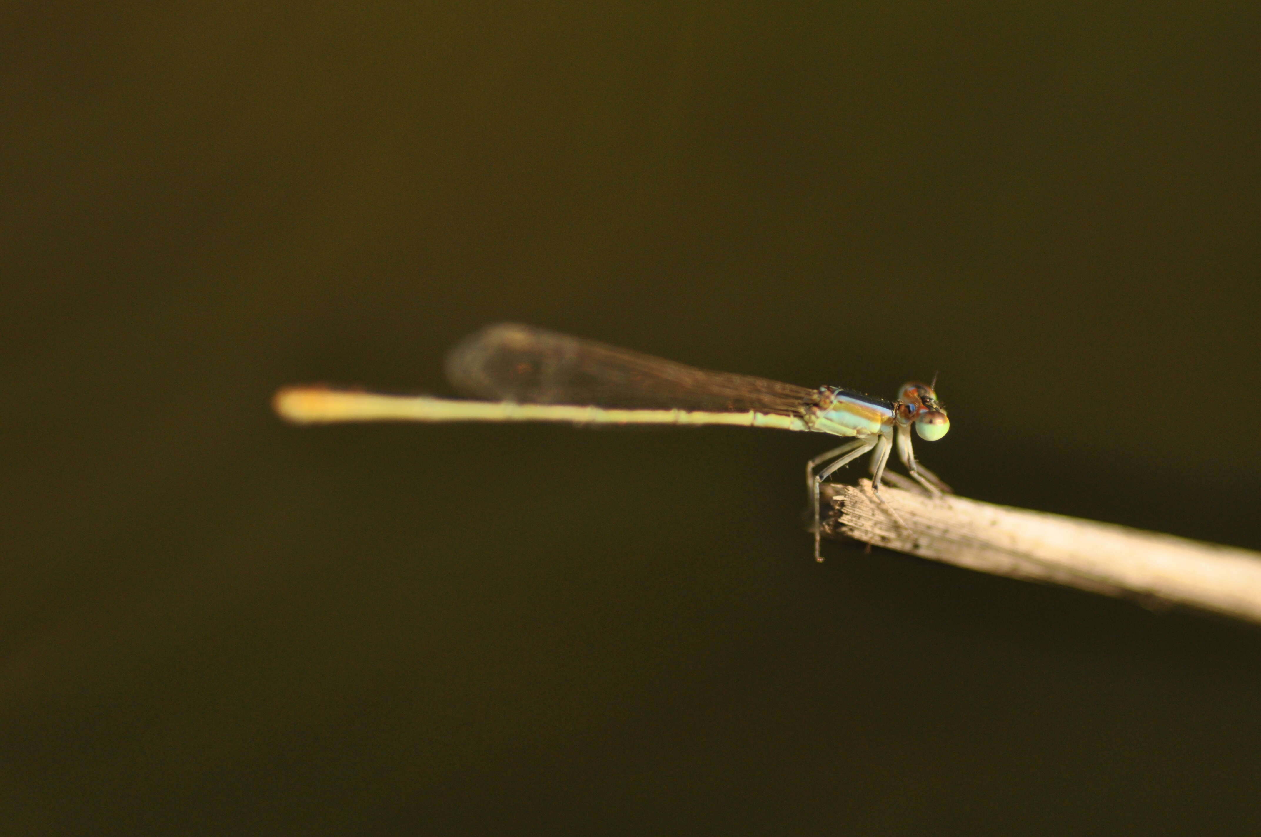 Imagem de Agriocnemis pygmaea (Rambur 1842)