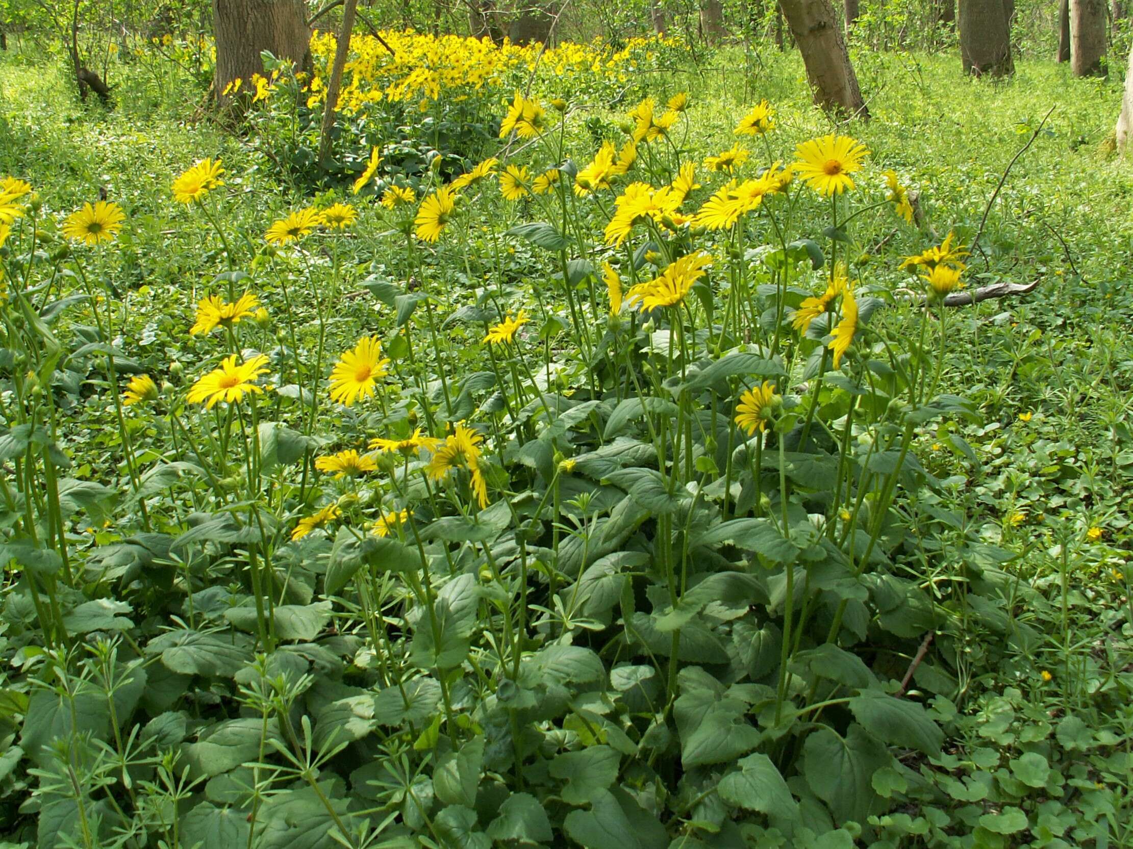 Imagem de Doronicum orientale Hoffm.