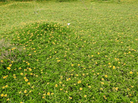 Image of Bay Biscayne creeping-oxeye