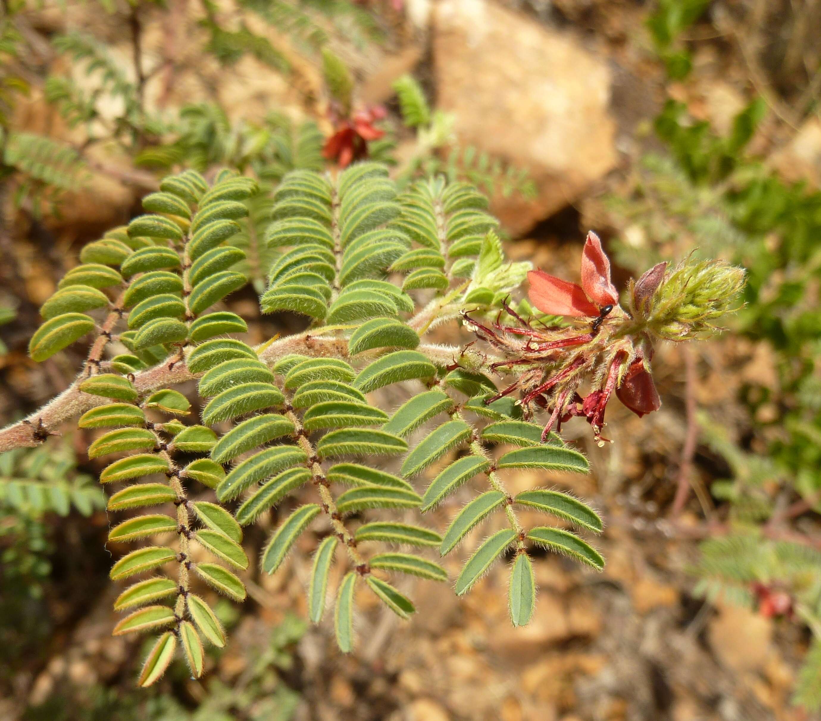 Image of Lepisiota capensis (Mayr 1862)