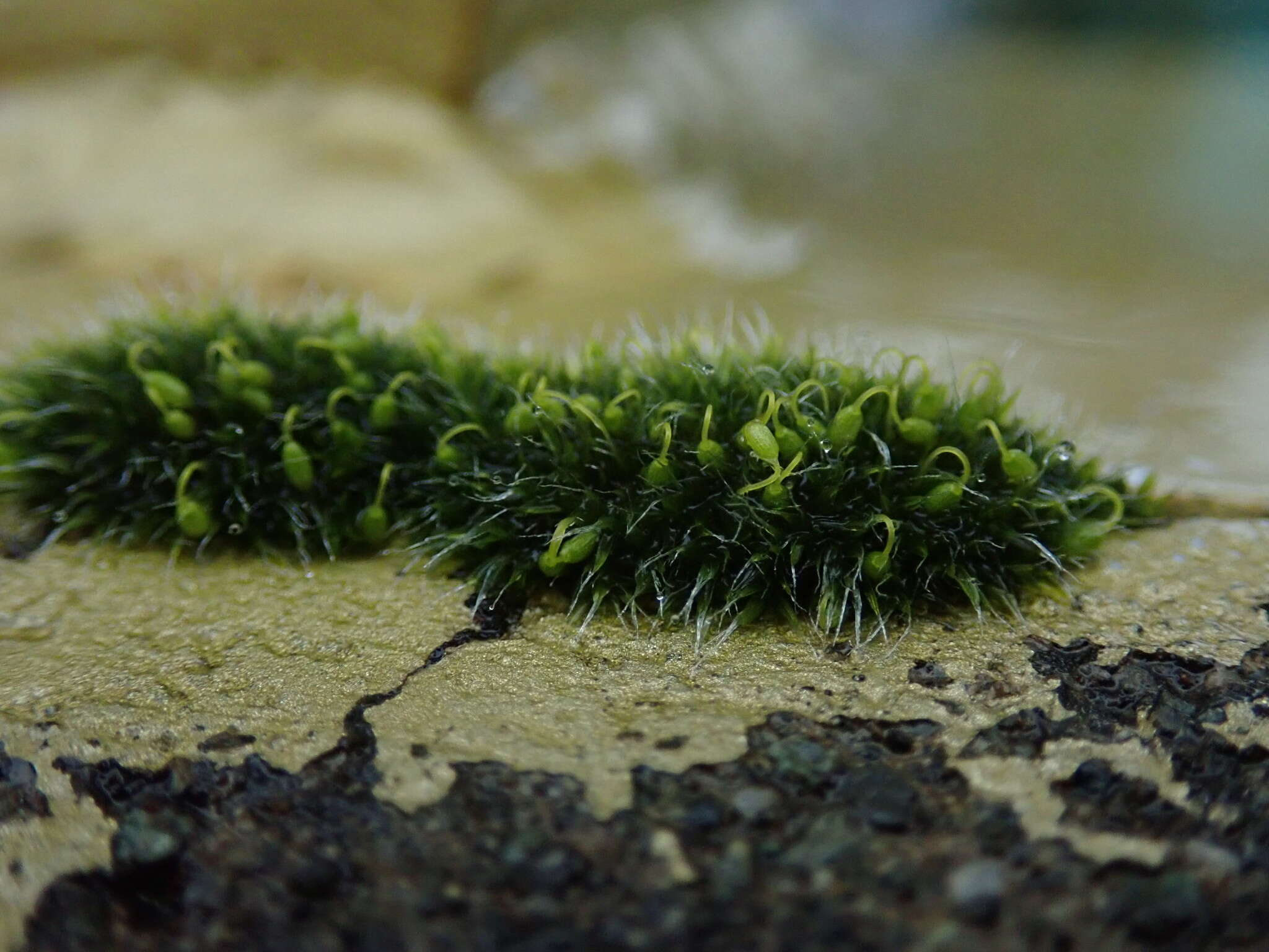 Image of pulvinate dry rock moss