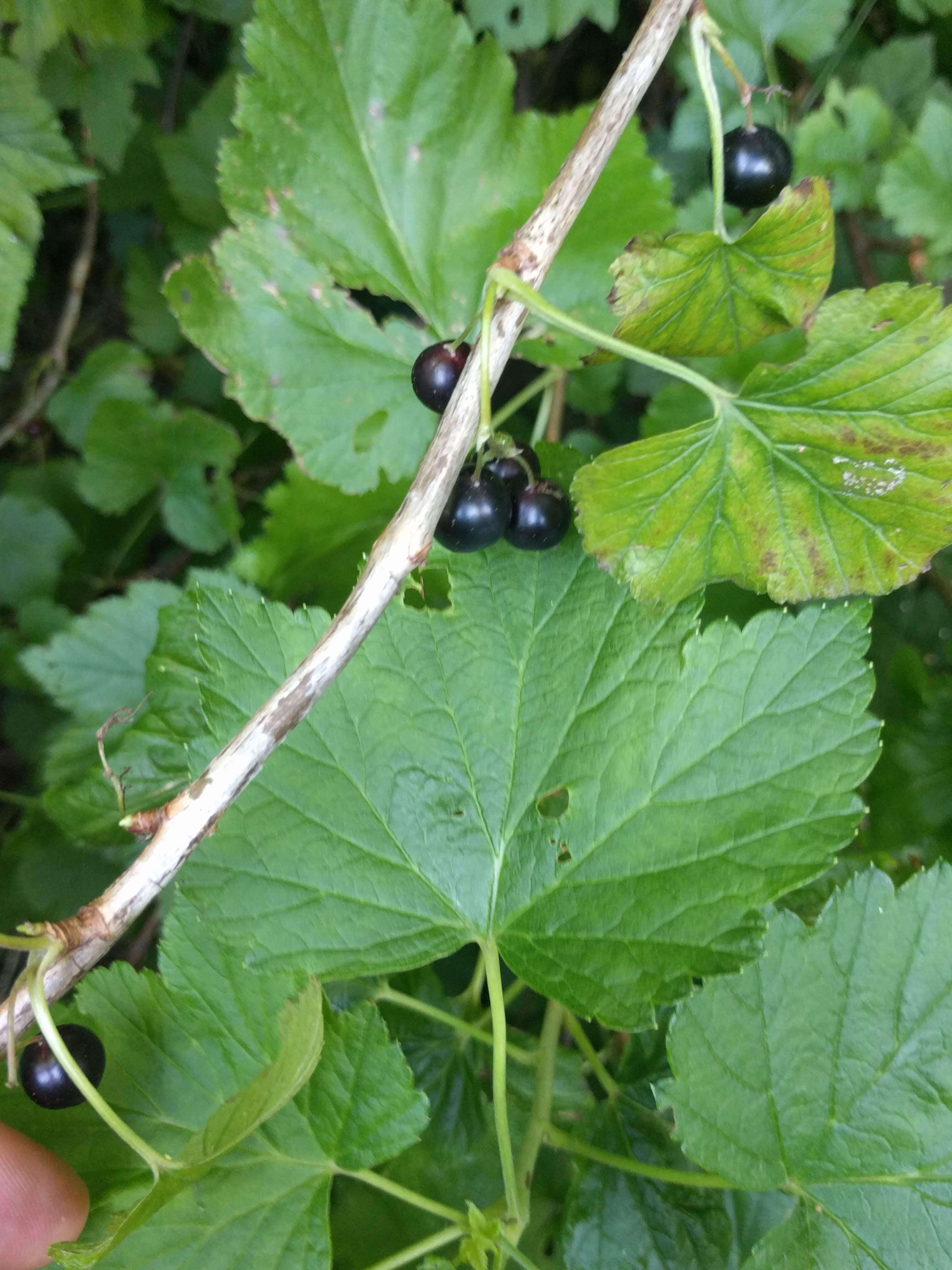 Image of Black Currant