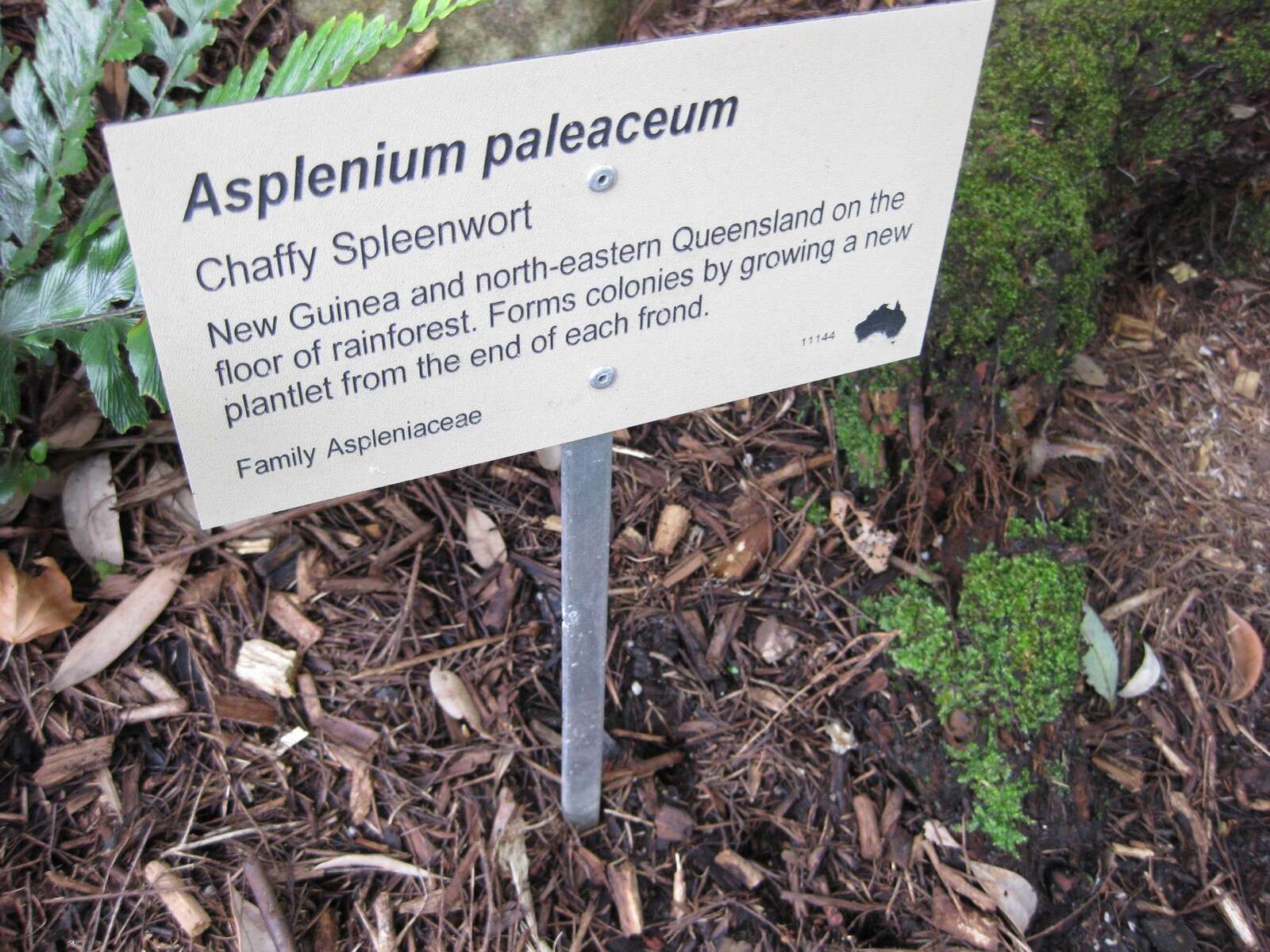 Image of Asplenium paleaceum R. Br.