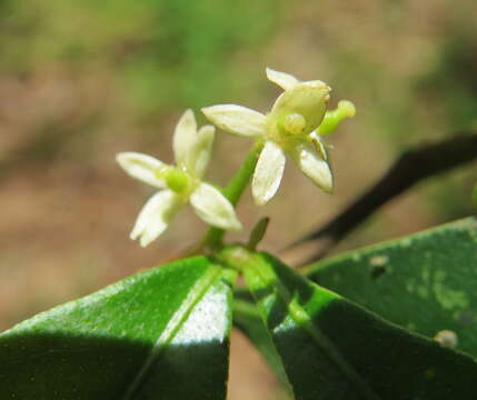 Image of Zanthoxylum ovalifolium Wight