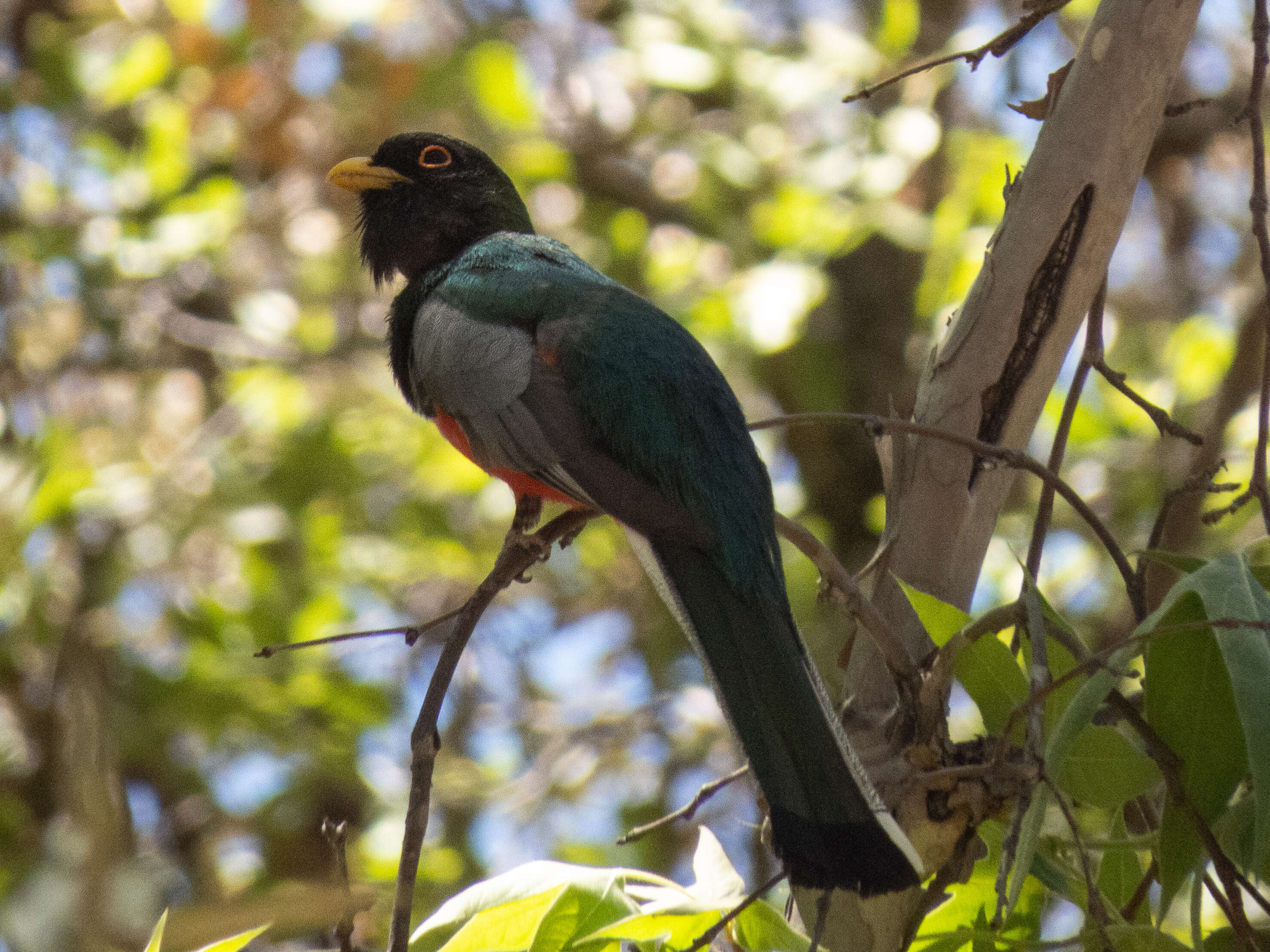 Imagem de Trogon elegans Gould 1834