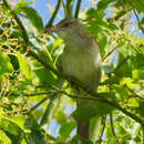 Plancia ëd Phylloscopus xanthodryas (Swinhoe 1863)