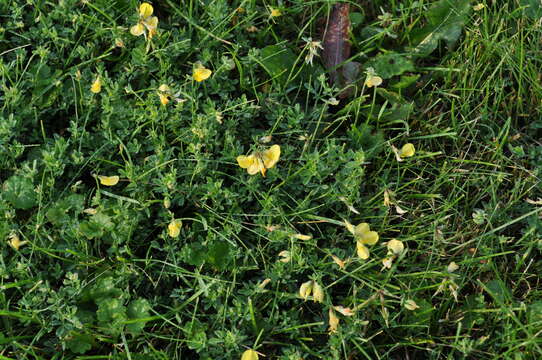 Imagem de Lotus corniculatus L.