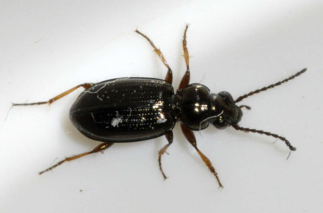 Plancia ëd Bembidion