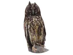 Image of Stygian Owl