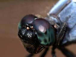 Image of blue marsh hawk