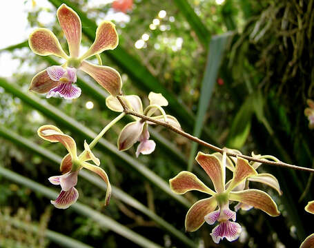 Image of Encyclia advena (Rchb. fil.) Porto & Brade