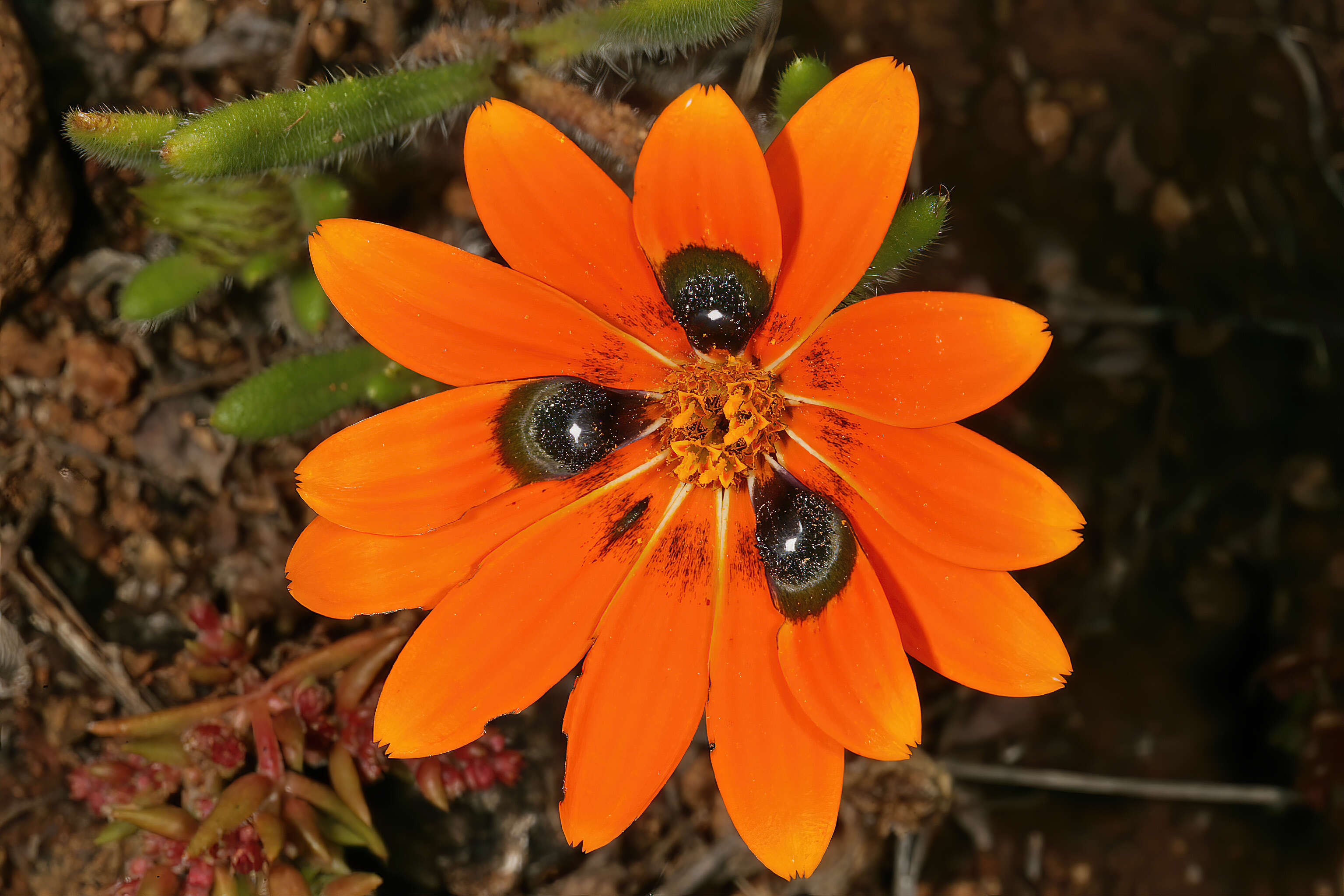 Image of beetle daisy