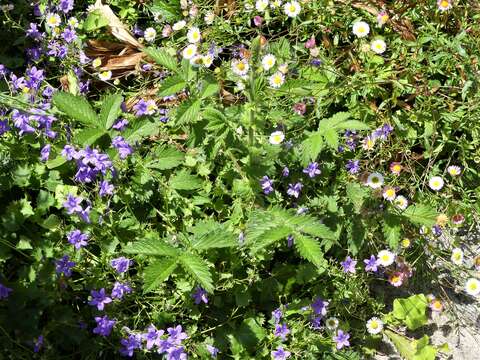 Image of Agrimony