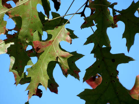 Image of Red Oak