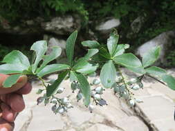 Image of Berberis aristata DC.