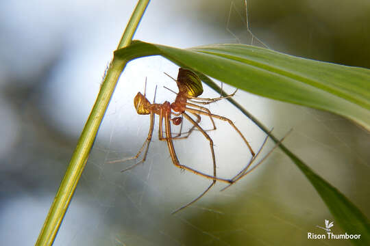 Image of tangle web spiders