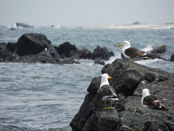 Image of Kelp Gull