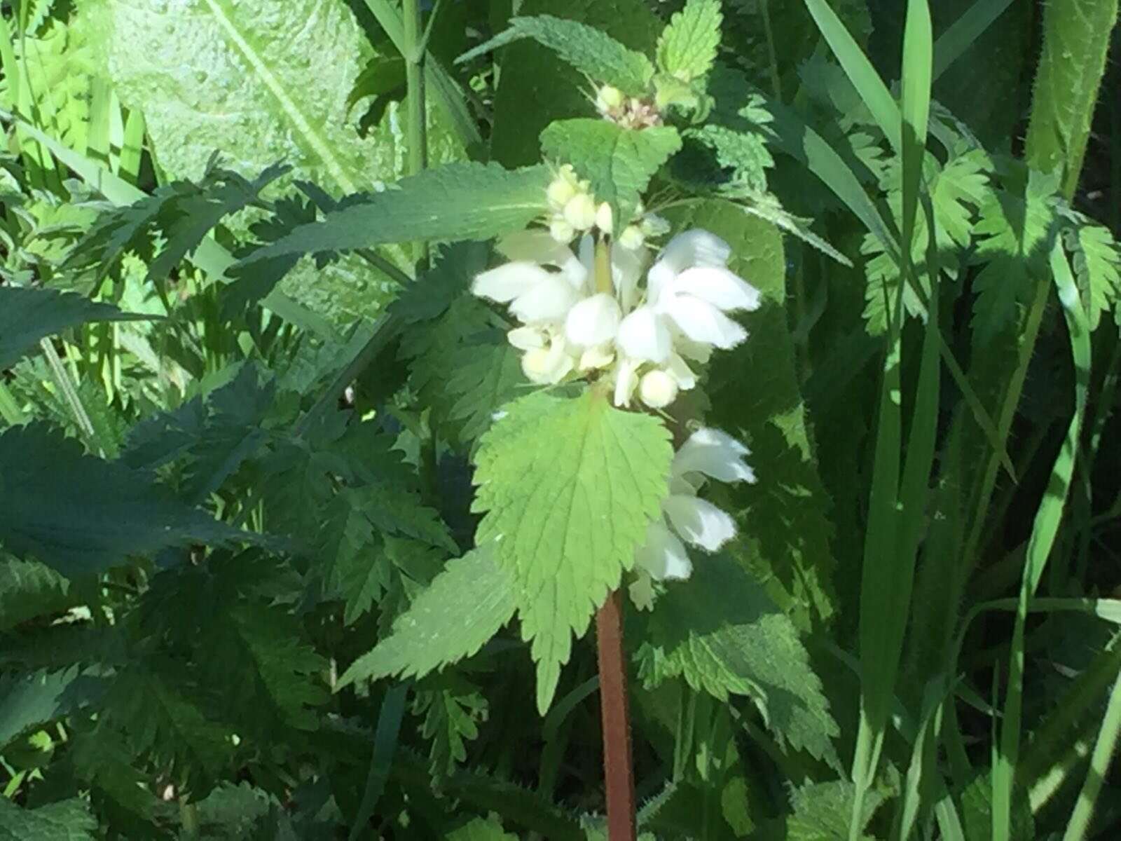 Image of white deadnettle