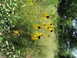 Image of coneflower