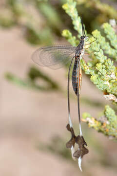 Image of thread-winged lacewings