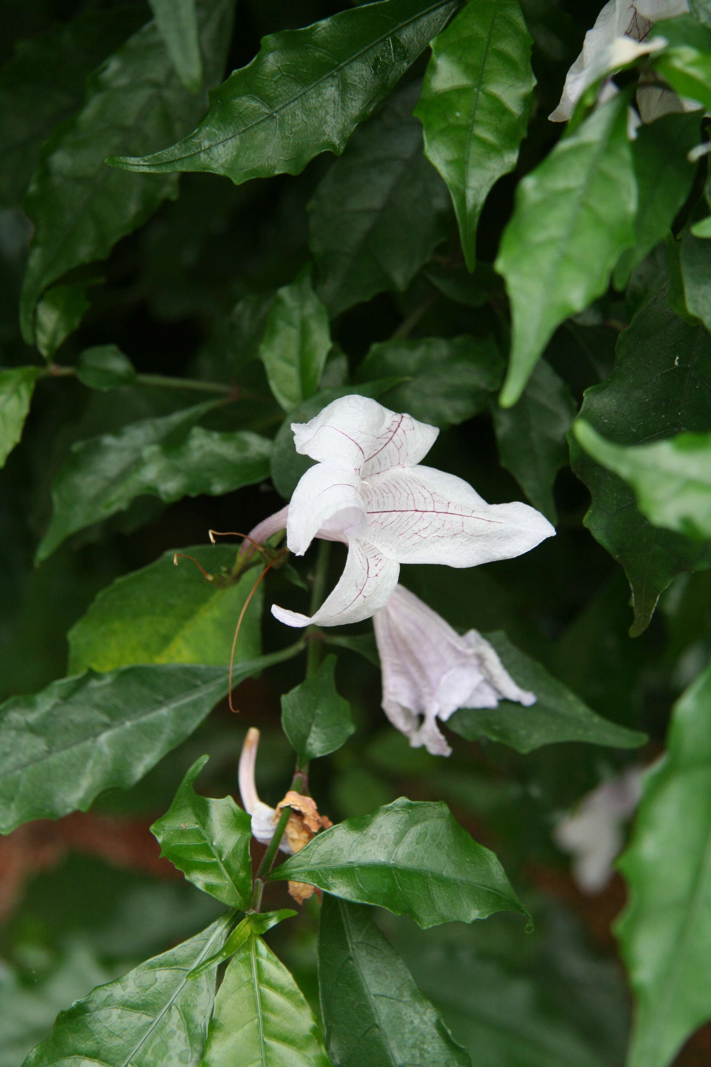 Image of River bells