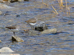 Image of Green Sandpiper