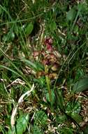 Plancia ëd Dactylorhiza viridis (L.) R. M. Bateman, Pridgeon & M. W. Chase