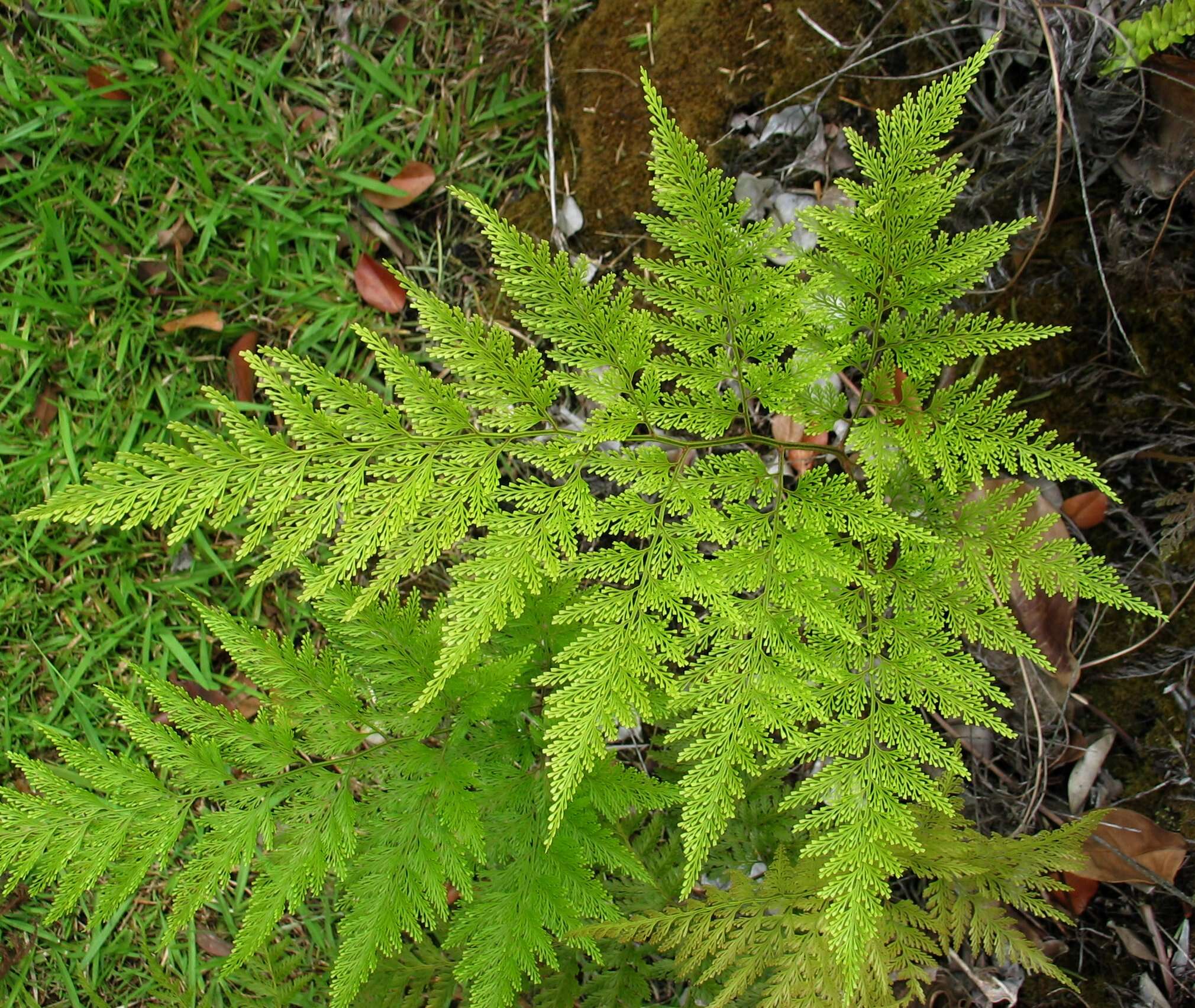 صورة Odontosoria chinensis (L.) J. Sm.