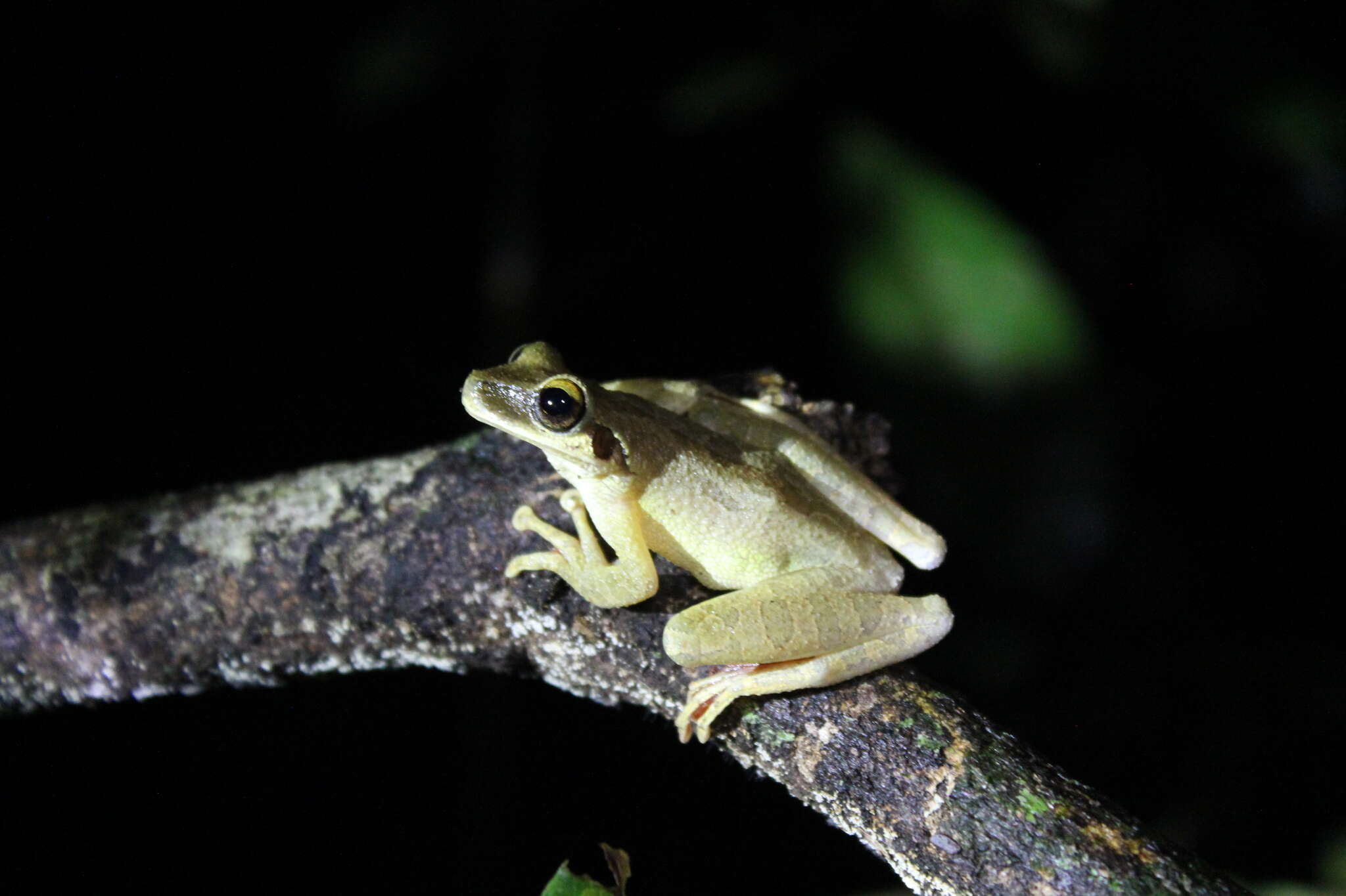 Image of Cayenne slender-legged tree frog