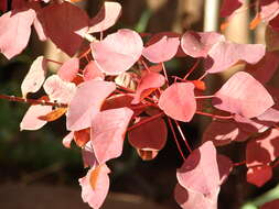 Image of Mexican shrubby spurge