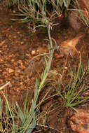 Image of Bird's tongue