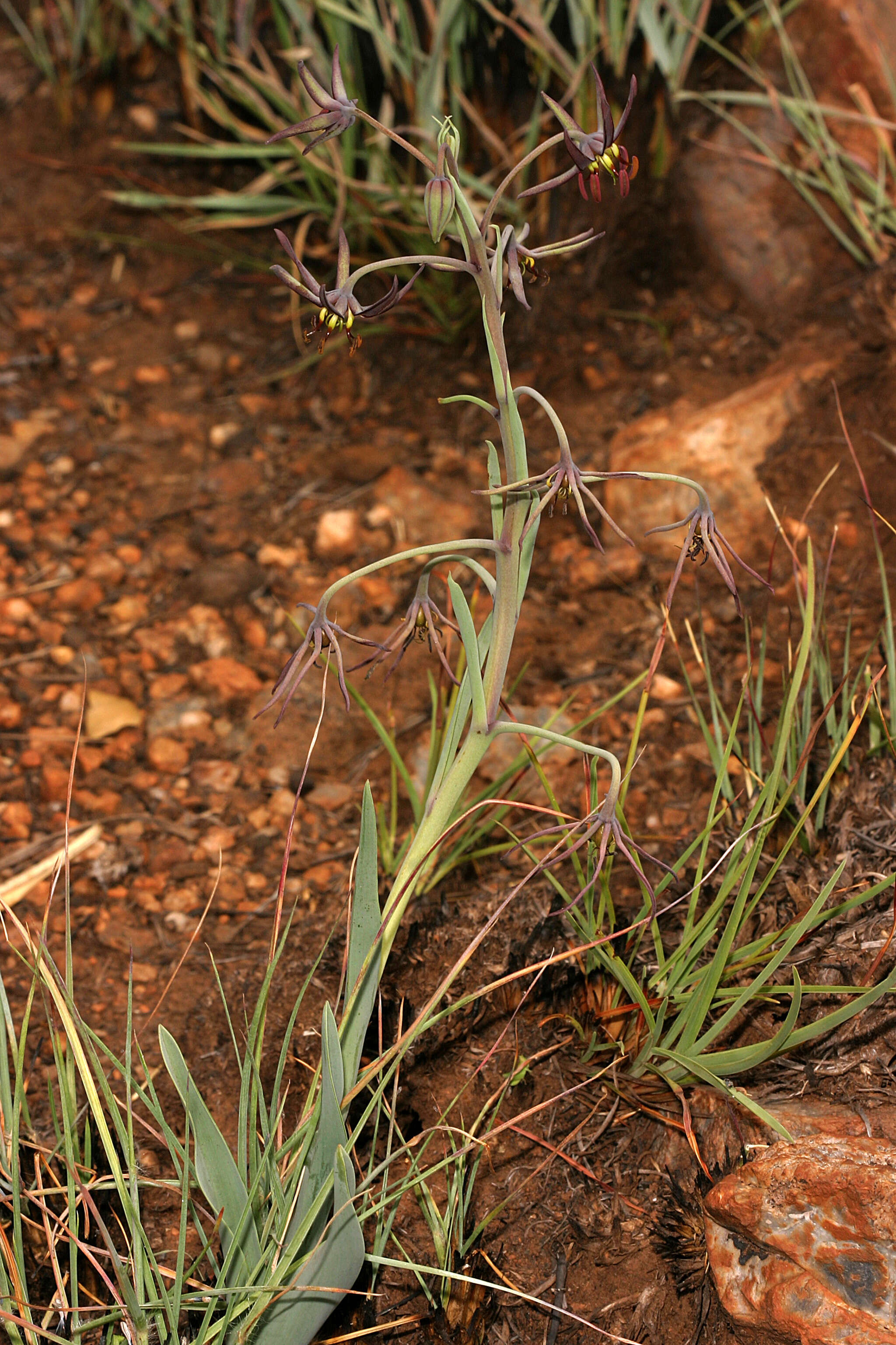 Image of Bird's tongue