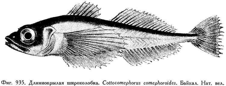 Image of Cottocomephorus