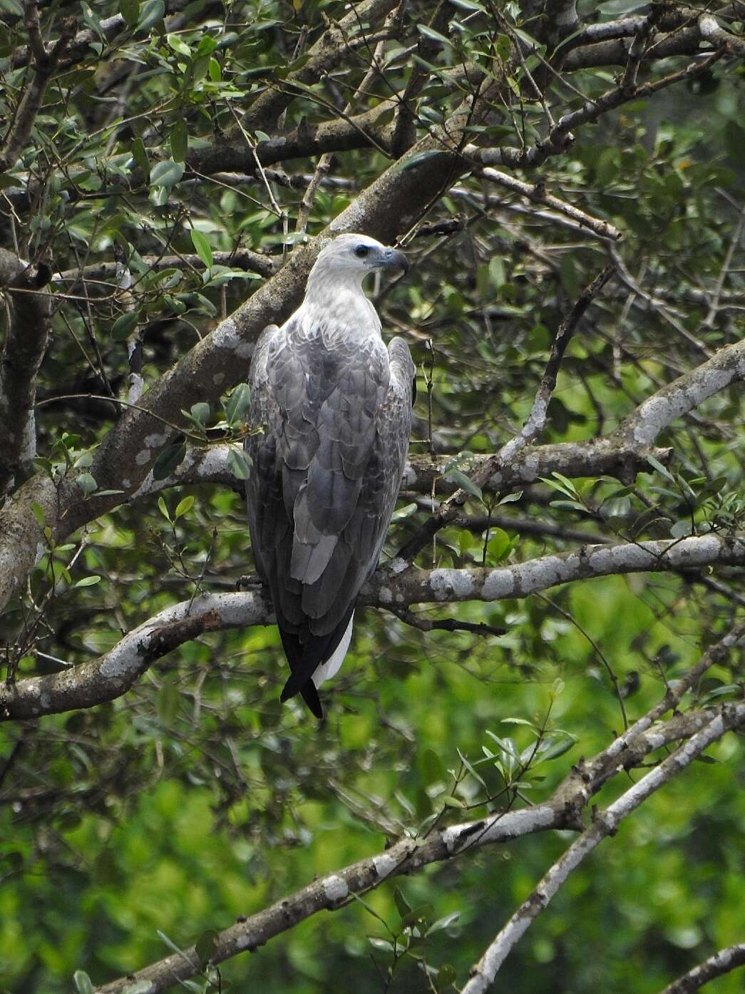 Image of White-bellied Sea Eagle