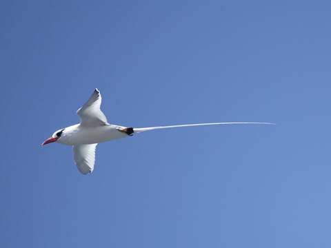 Image of Red-billed Tropicbird