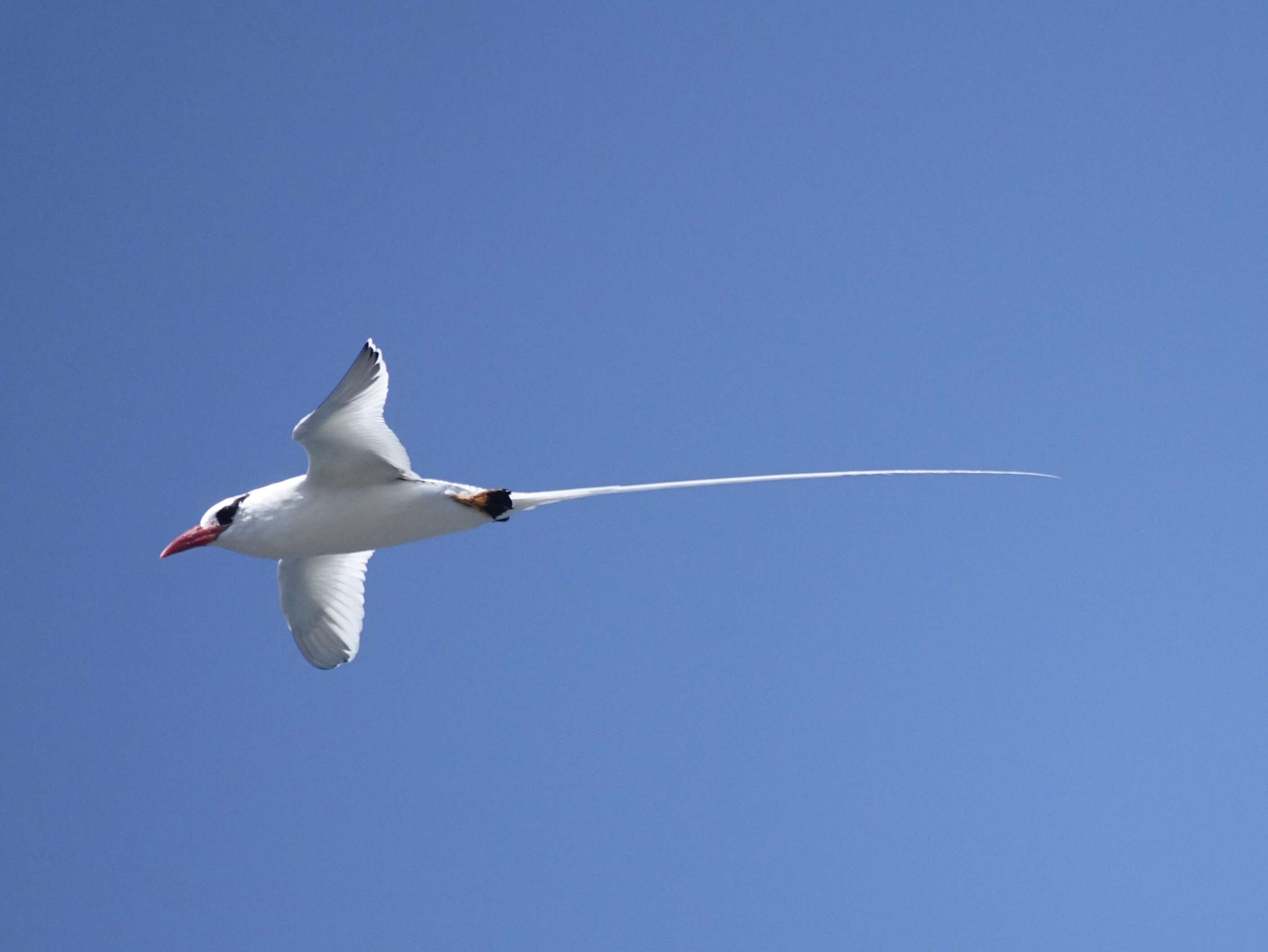 Image of Red-billed Tropicbird