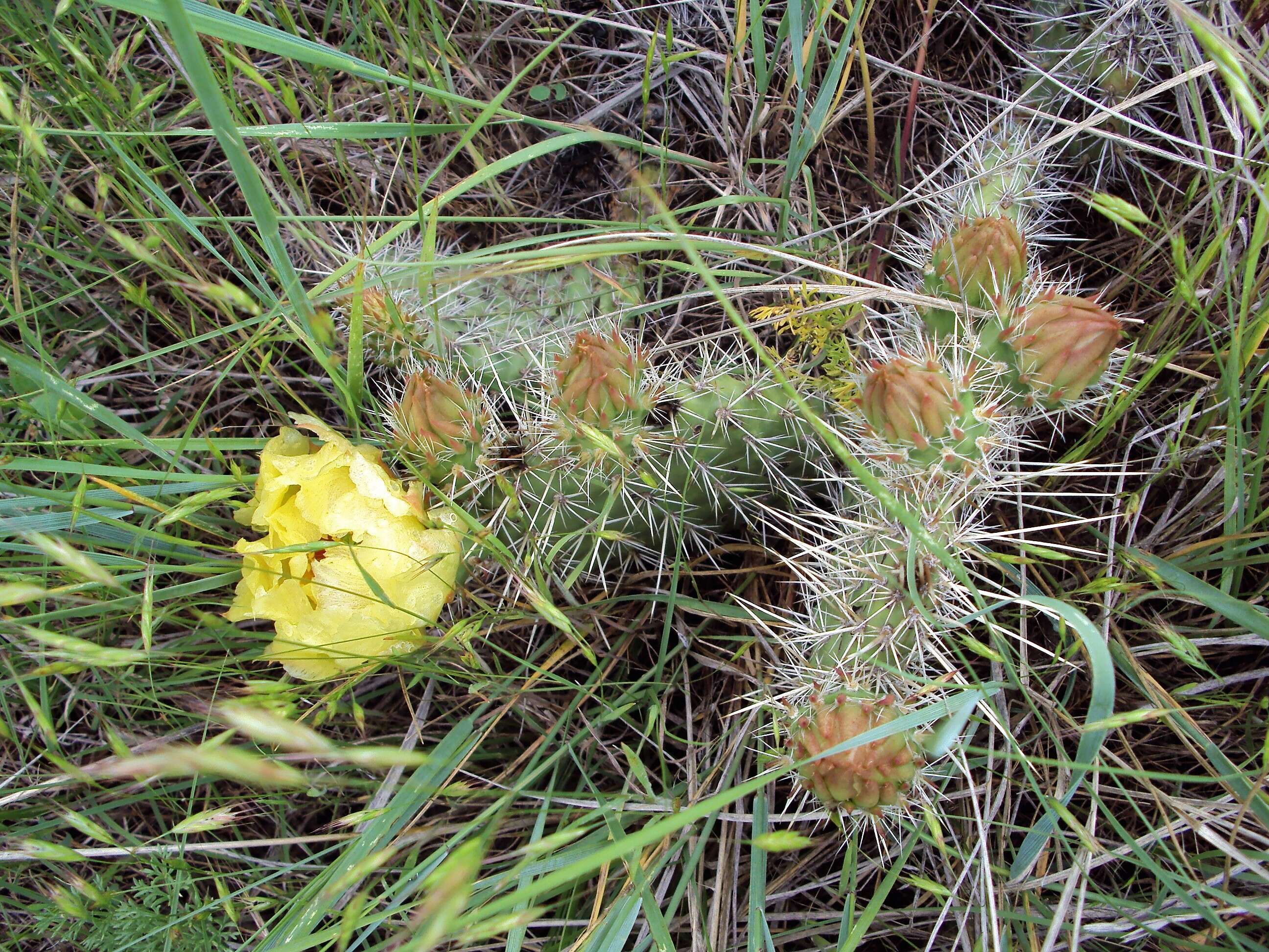 Image of Panhandle Prickly-pear