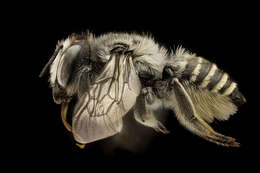 Image of Megachile coquilletti Cockerell 1915